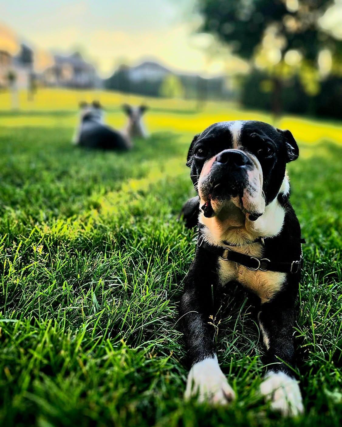Enlarge Frank, a ADOPTABLE Boston Terrier in Waukesha, WI image 4/5