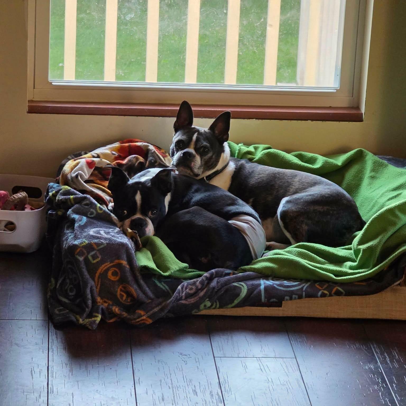 Frank, ADOPTABLE, Adult Male Boston Terrier.