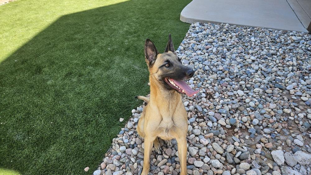 Enlarge Echo - Located in CO, a Adoptable Belgian Shepherd / Malinois in Imlay City, MI image 1/6