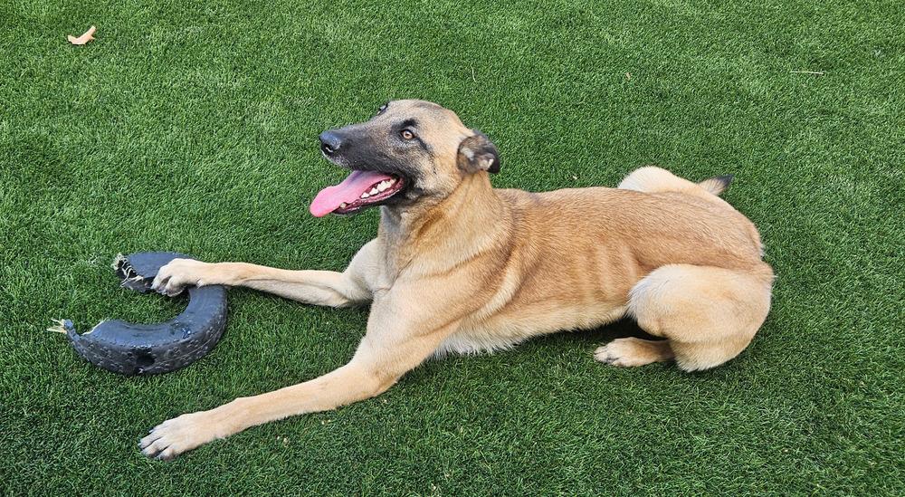Enlarge Echo - Located in CO, a Adoptable Belgian Shepherd / Malinois in Imlay City, MI image 2/6
