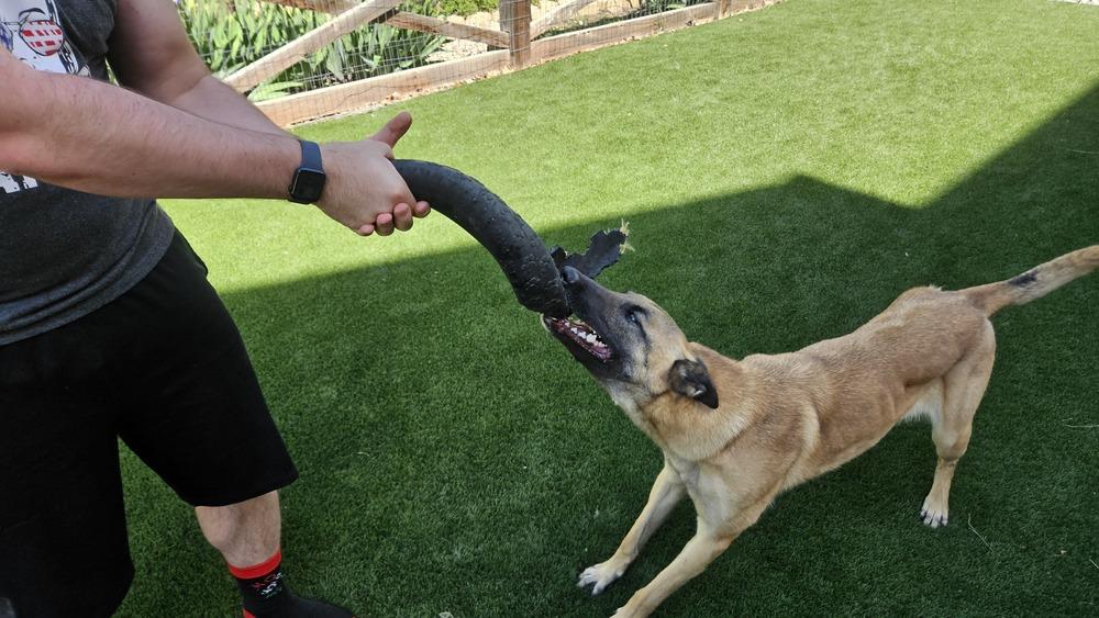 Enlarge Echo - Located in CO, a Adoptable Belgian Shepherd / Malinois in Imlay City, MI image 5/6