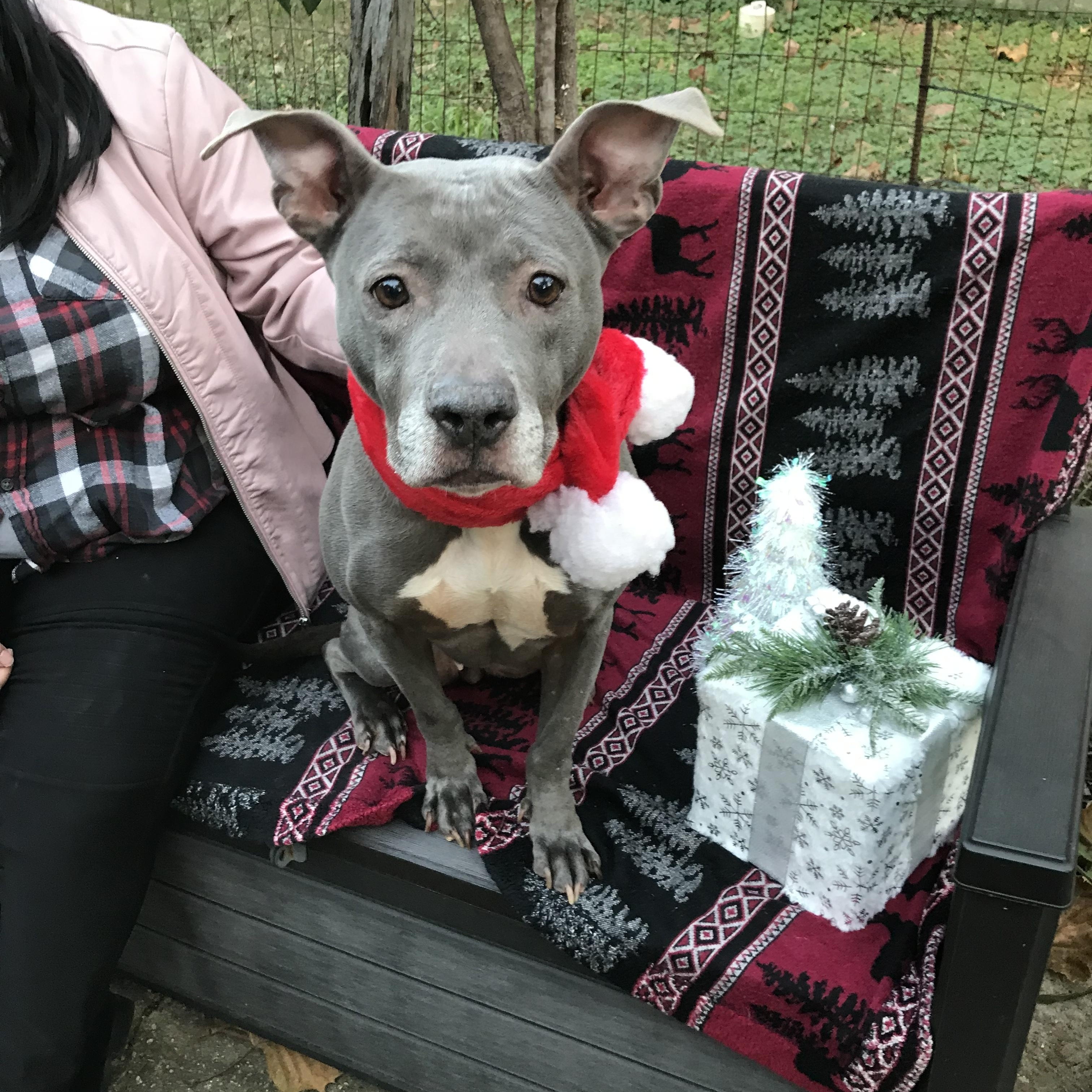 Missy , Adoptable, Senior Female American Staffordshire Terrier & Pit Bull Terrier.