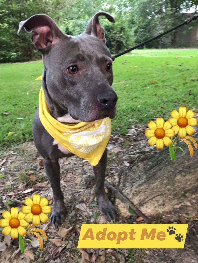 Missy , a Adoptable mixed breed in Memphis, TN image 2/5