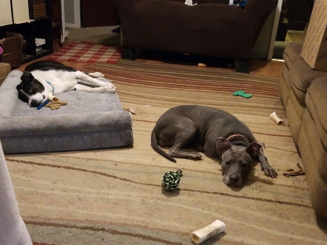 Missy , a Adoptable mixed breed in Memphis, TN image 3/5