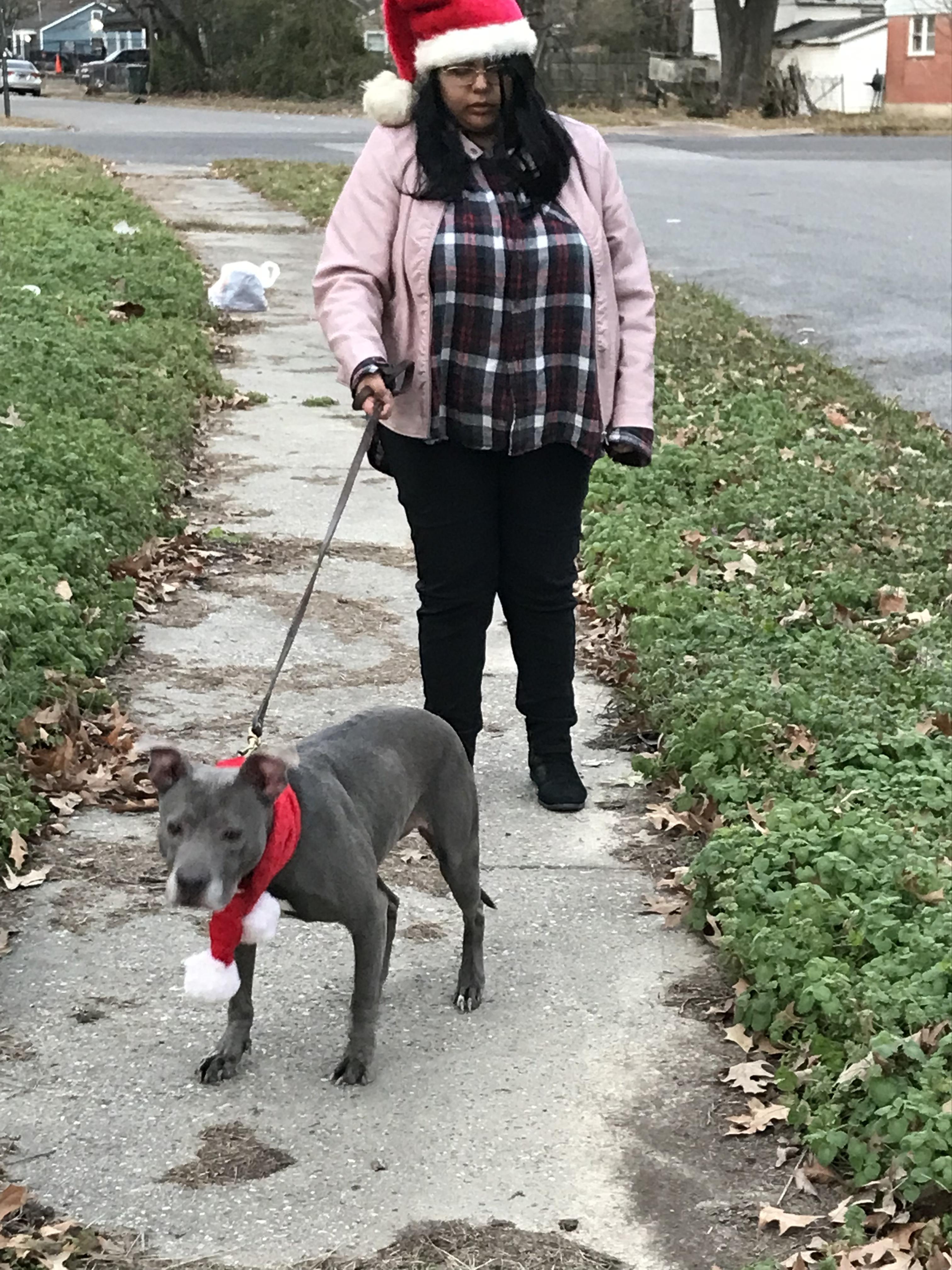 Missy , a Adoptable mixed breed in Memphis, TN image 4/5