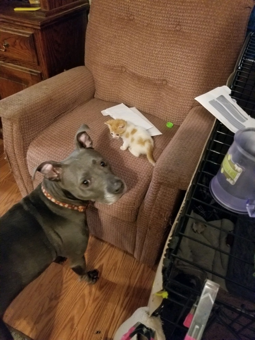 Missy , a Adoptable mixed breed in Memphis, TN image 5/5