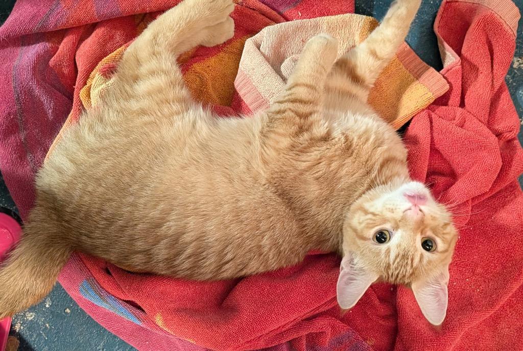 Gary, Adoptable, Kitten Male Domestic Short Hair.