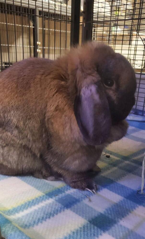 Enlarge Roxy, a Adoptable Lop Eared in Port Saint Lucie, FL image 1/1