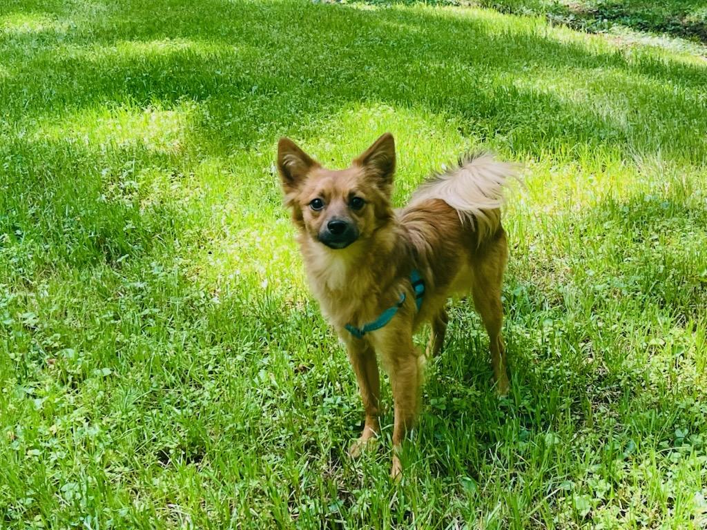 Leo, ADOPTABLE, Young Male Pomeranian & Chihuahua.