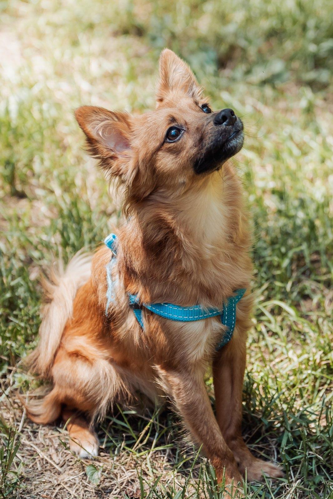 Enlarge Leo, a ADOPTABLE mixed breed in Greenville, SC image 2/2