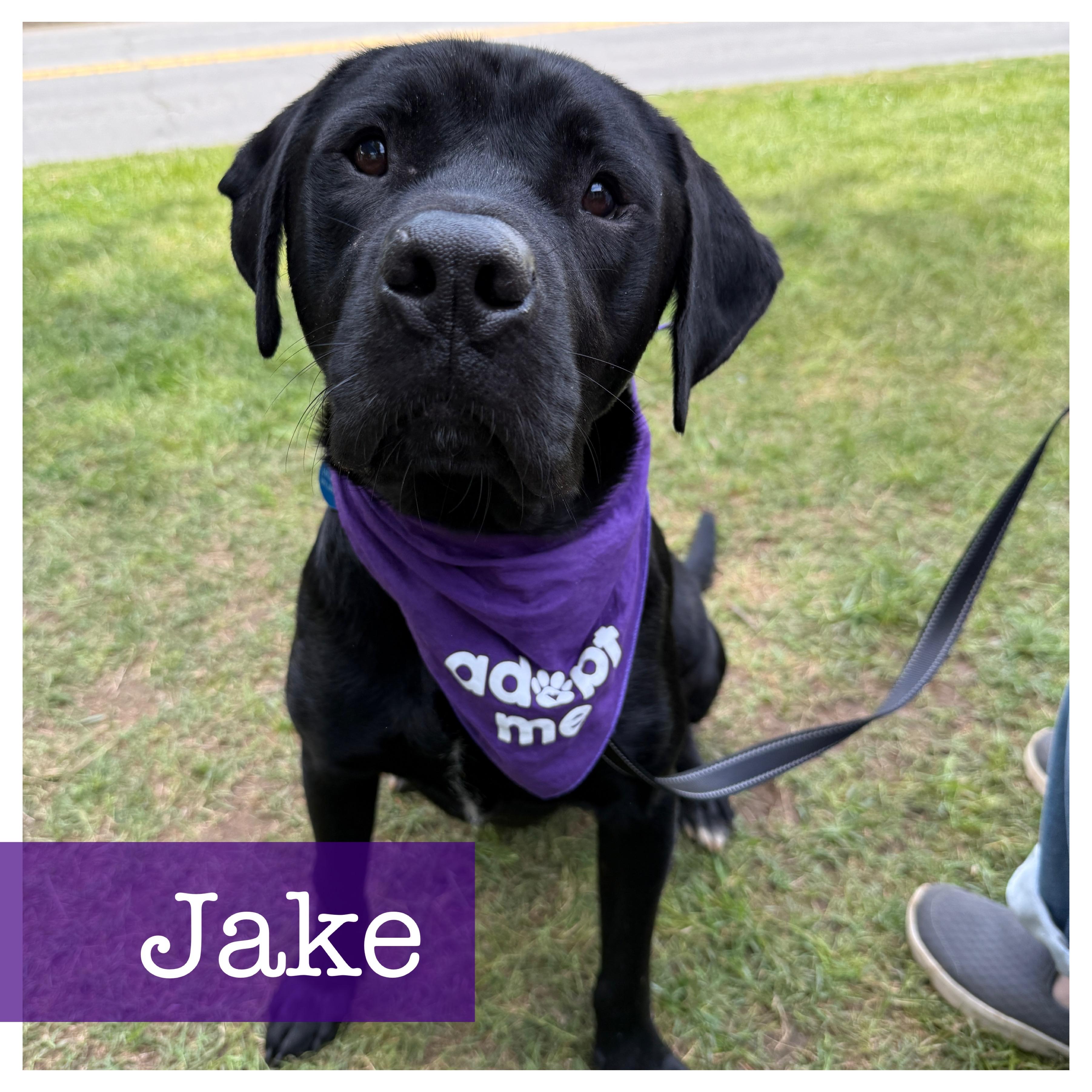 Jake Black Labrador Retriever Dog