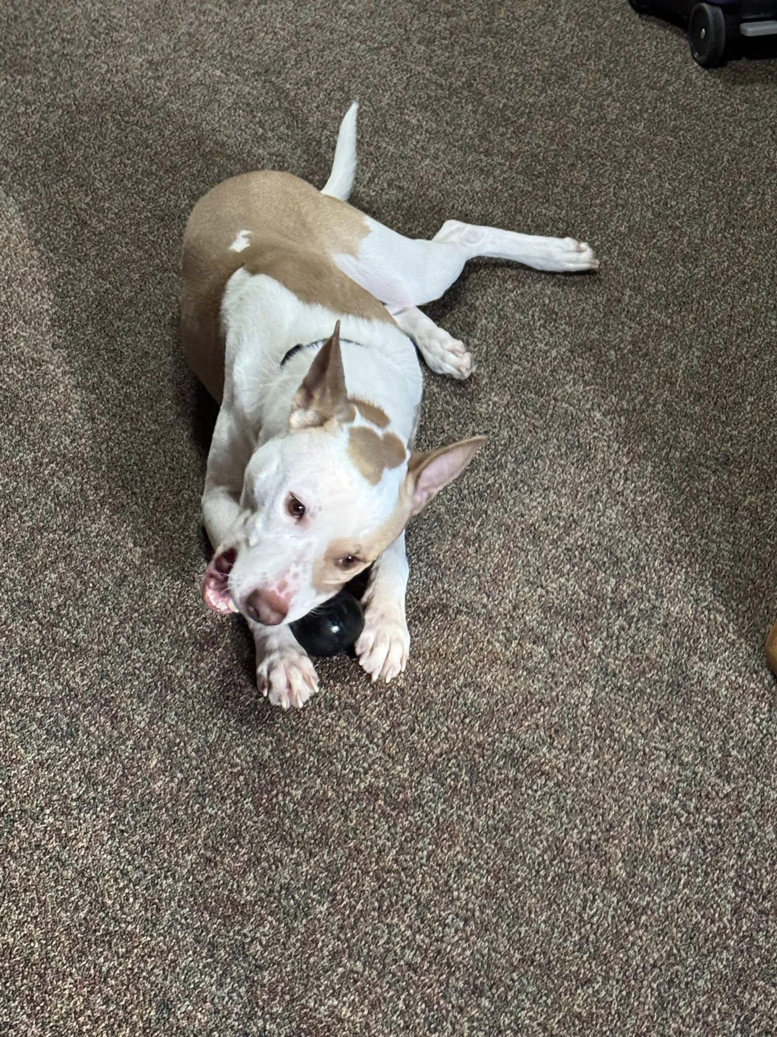 Enlarge Eugene! Dog Friendly! Adoption fee Sponsored! , an adopted mixed breed in Port Huron, MI image 6/6