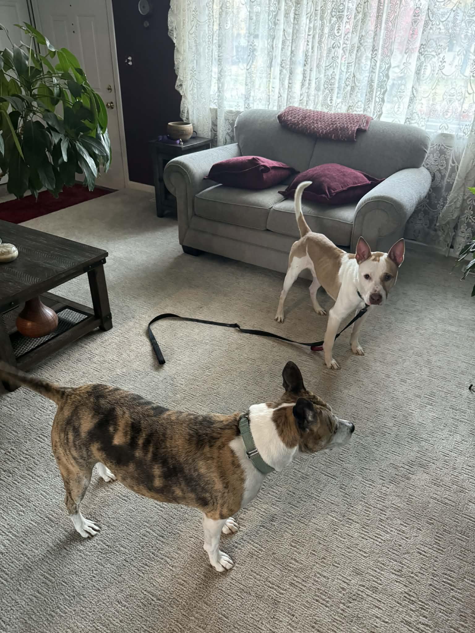 Enlarge Eugene! Dog Friendly! Adoption fee Sponsored! , an adopted mixed breed in Port Huron, MI image 5/6