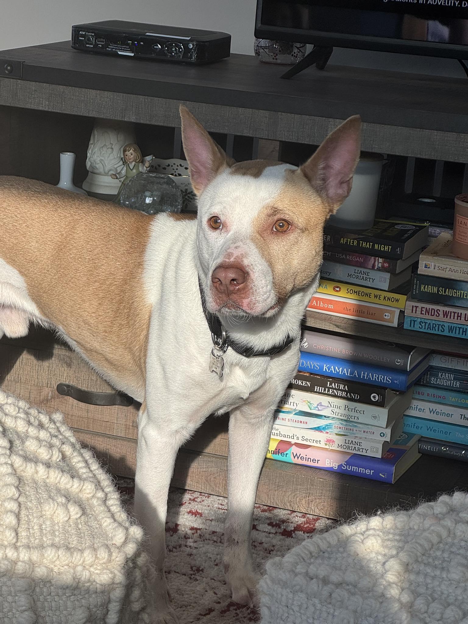 Eugene! Dog Friendly! Adoption fee Sponsored! , adopted, Adult Male Pit Bull Terrier & Terrier.