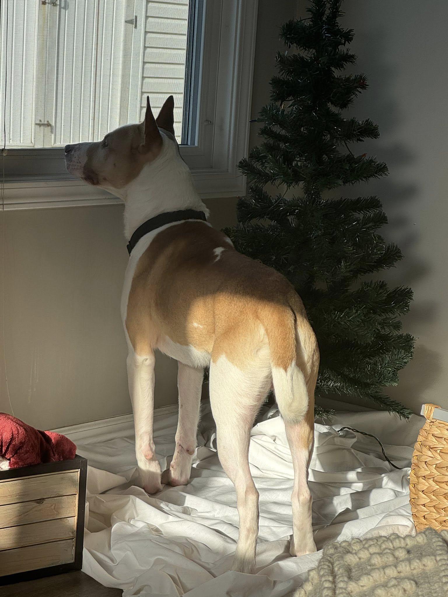 Enlarge Eugene! Dog Friendly! Adoption fee Sponsored! , an adopted mixed breed in Port Huron, MI image 4/6