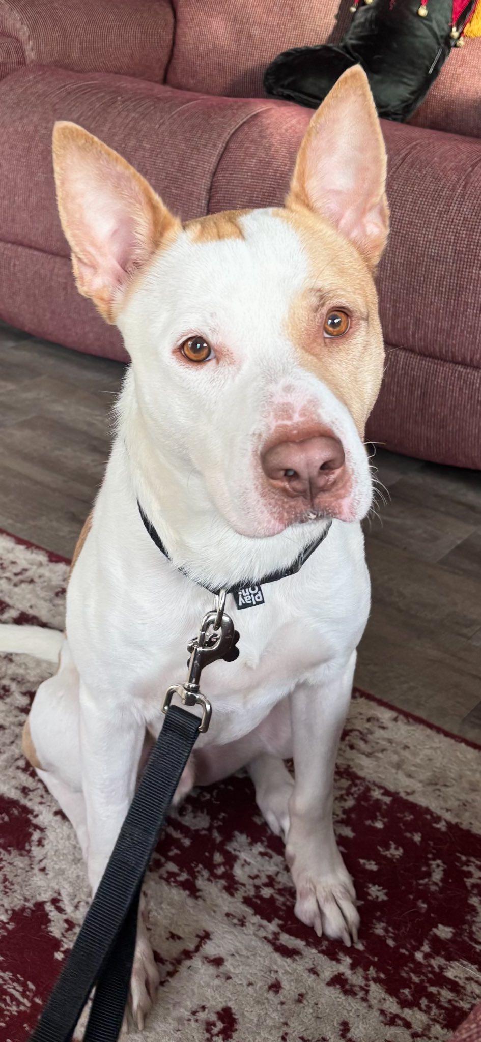 Enlarge Eugene! Dog Friendly! Adoption fee Sponsored! , an adopted mixed breed in Port Huron, MI image 3/6