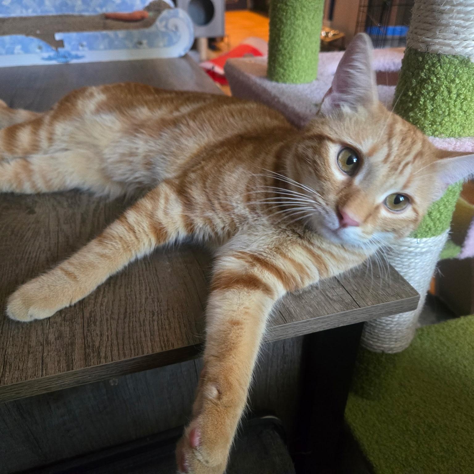CARROT CAKE, Adoptable, Young Male Tiger.