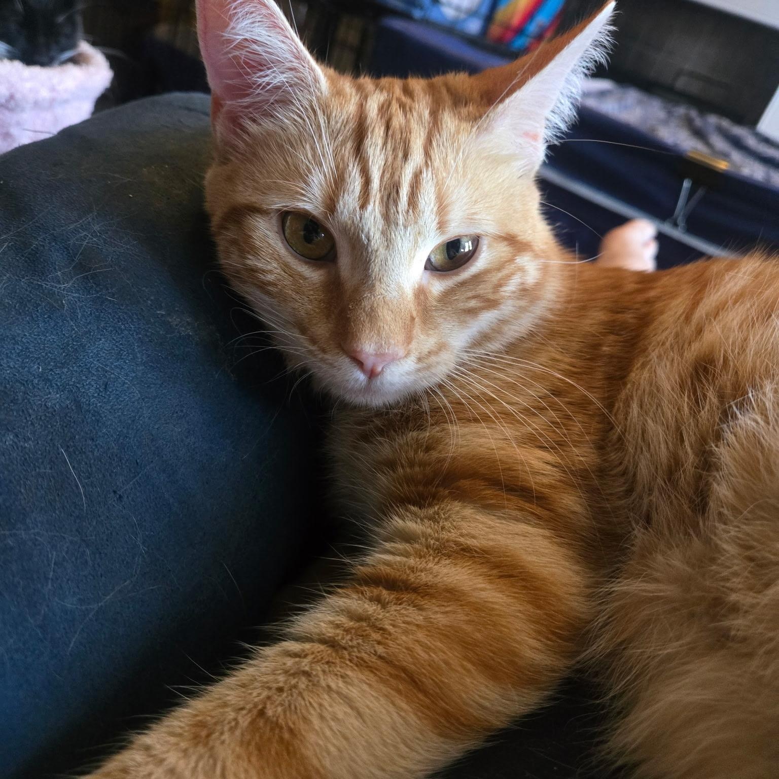Enlarge CARROT CAKE, a Adoptable mixed breed in Staten Island, NY image 3/4