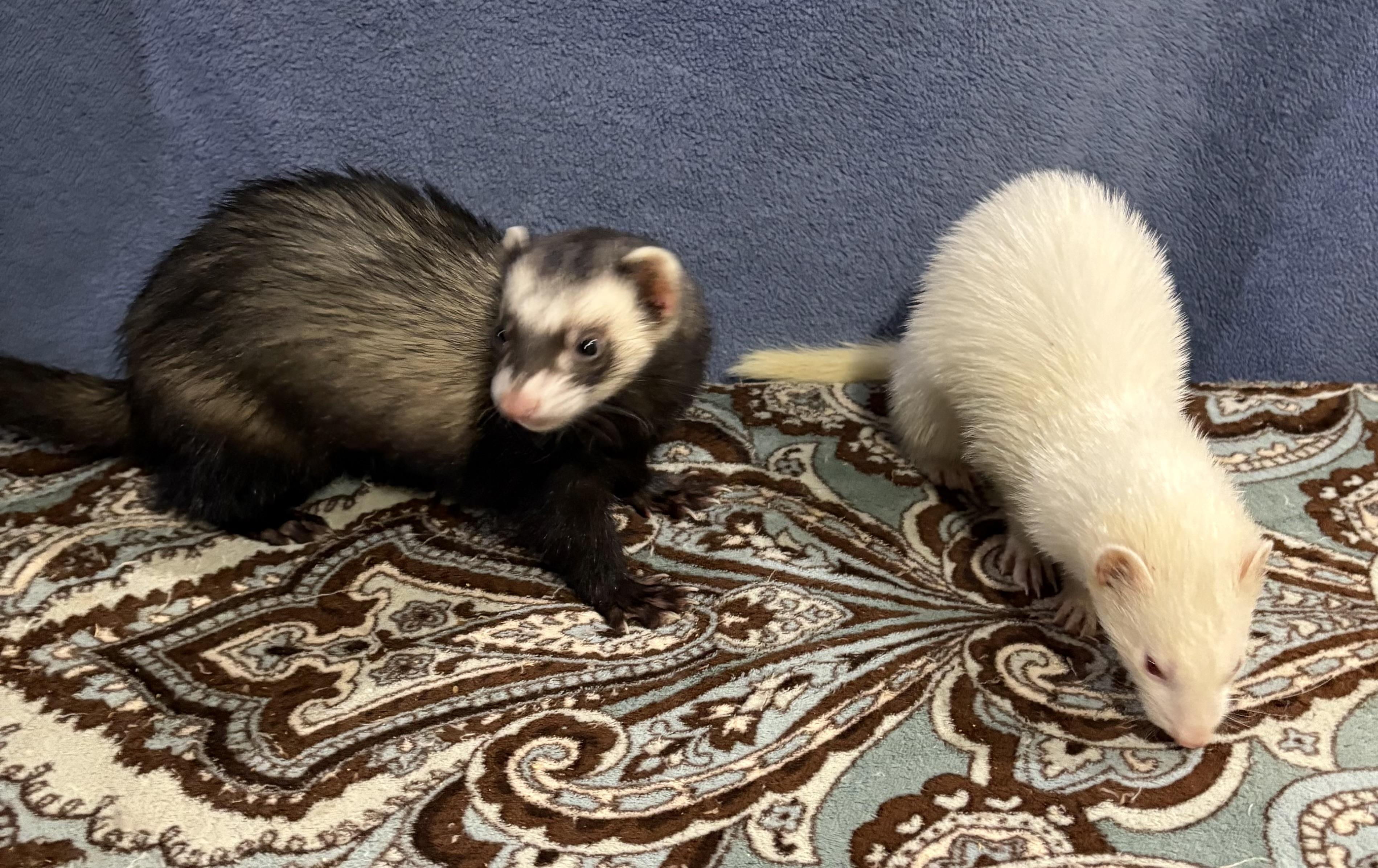 Jack AND YoYo, a Adopted Ferret in Grand Rapids, MI image 1/2