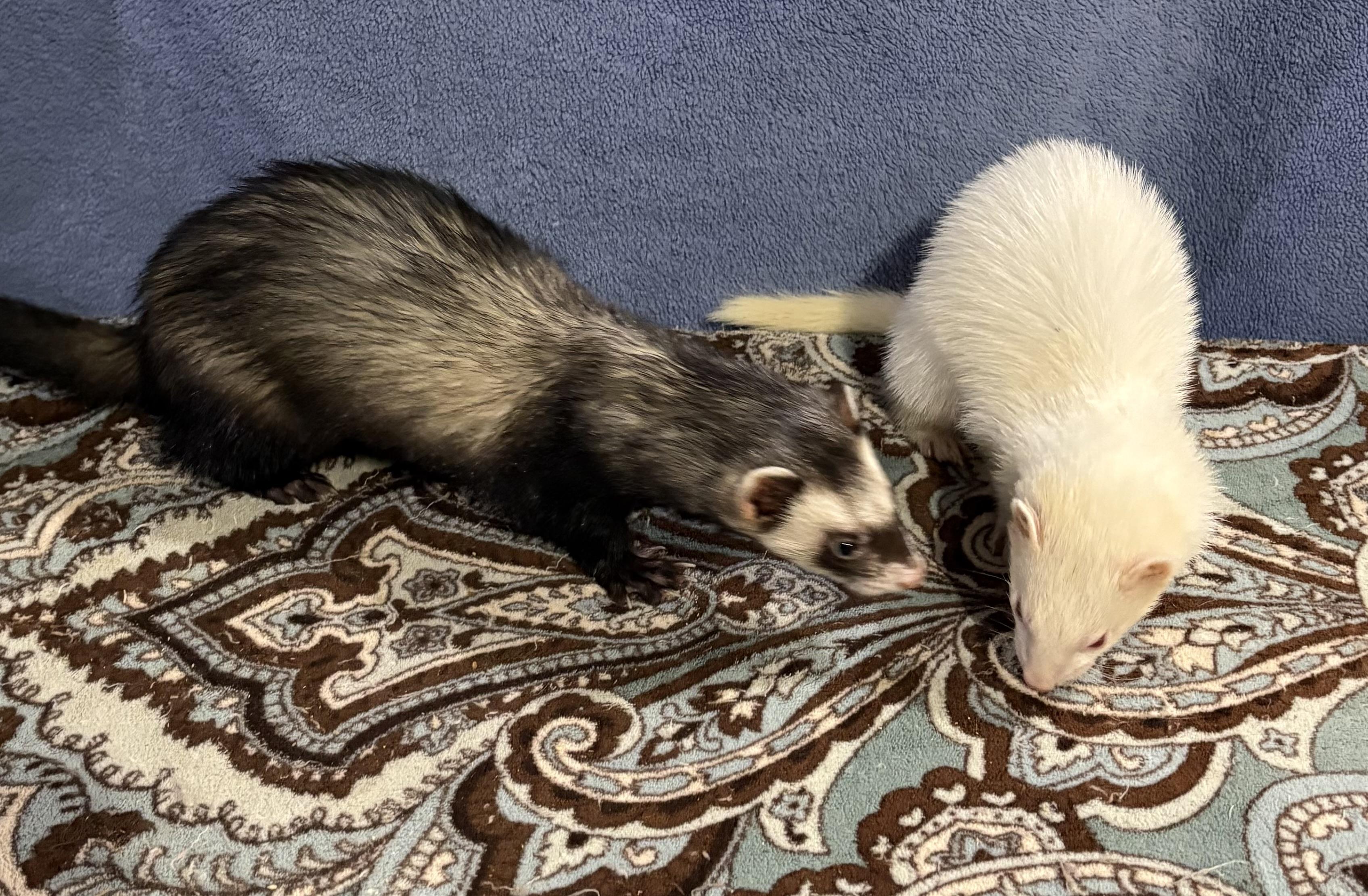 Jack AND YoYo, a Adopted Ferret in Grand Rapids, MI image 2/2