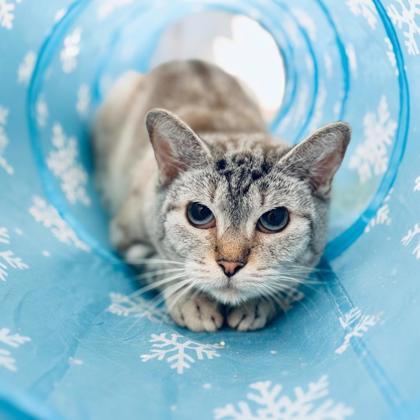 Enlarge Tigress (Cheesy Bread), a Adoptable mixed breed in Gwinn, MI image 1/2