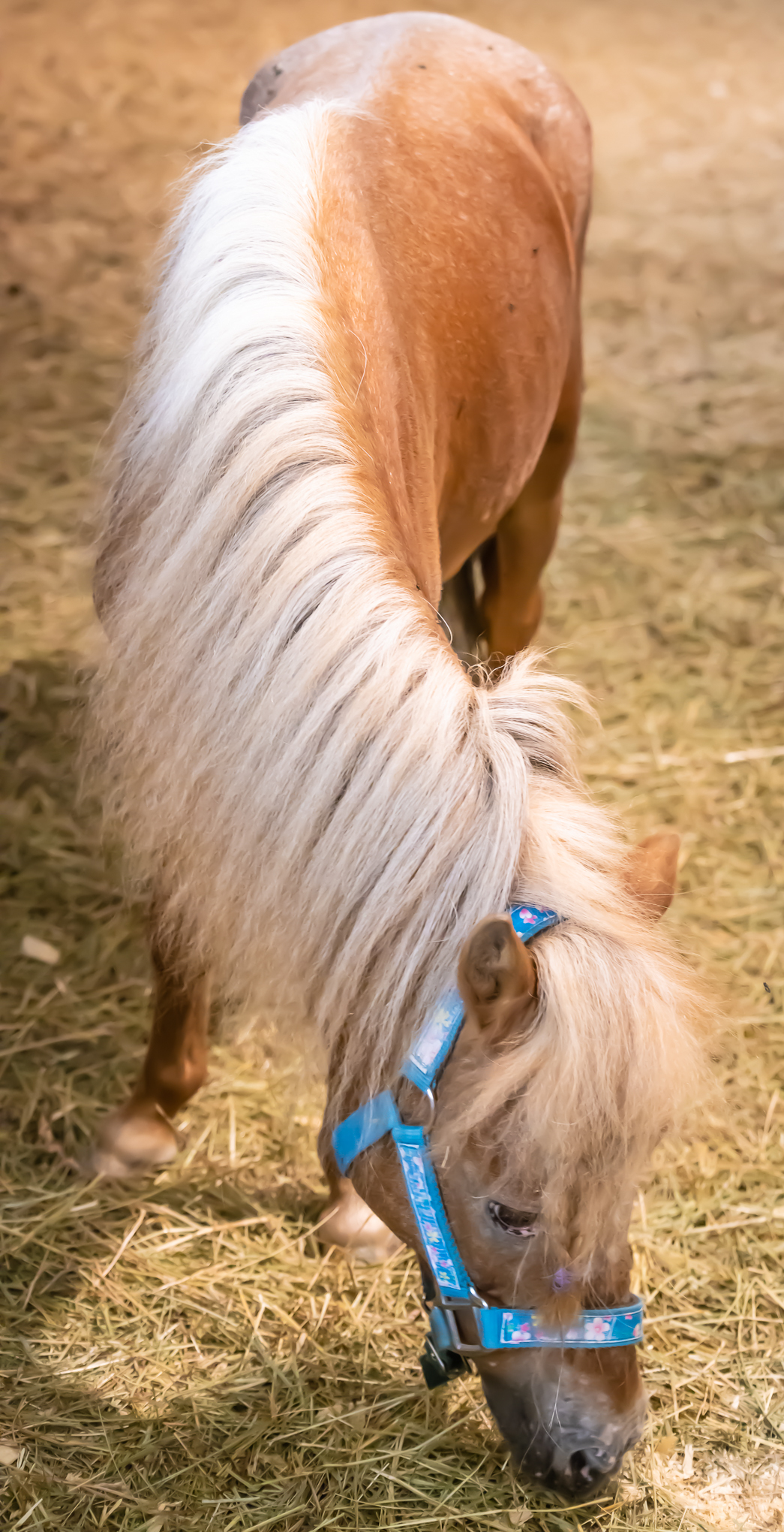 Chief, Adopted, Adult Male Pony.