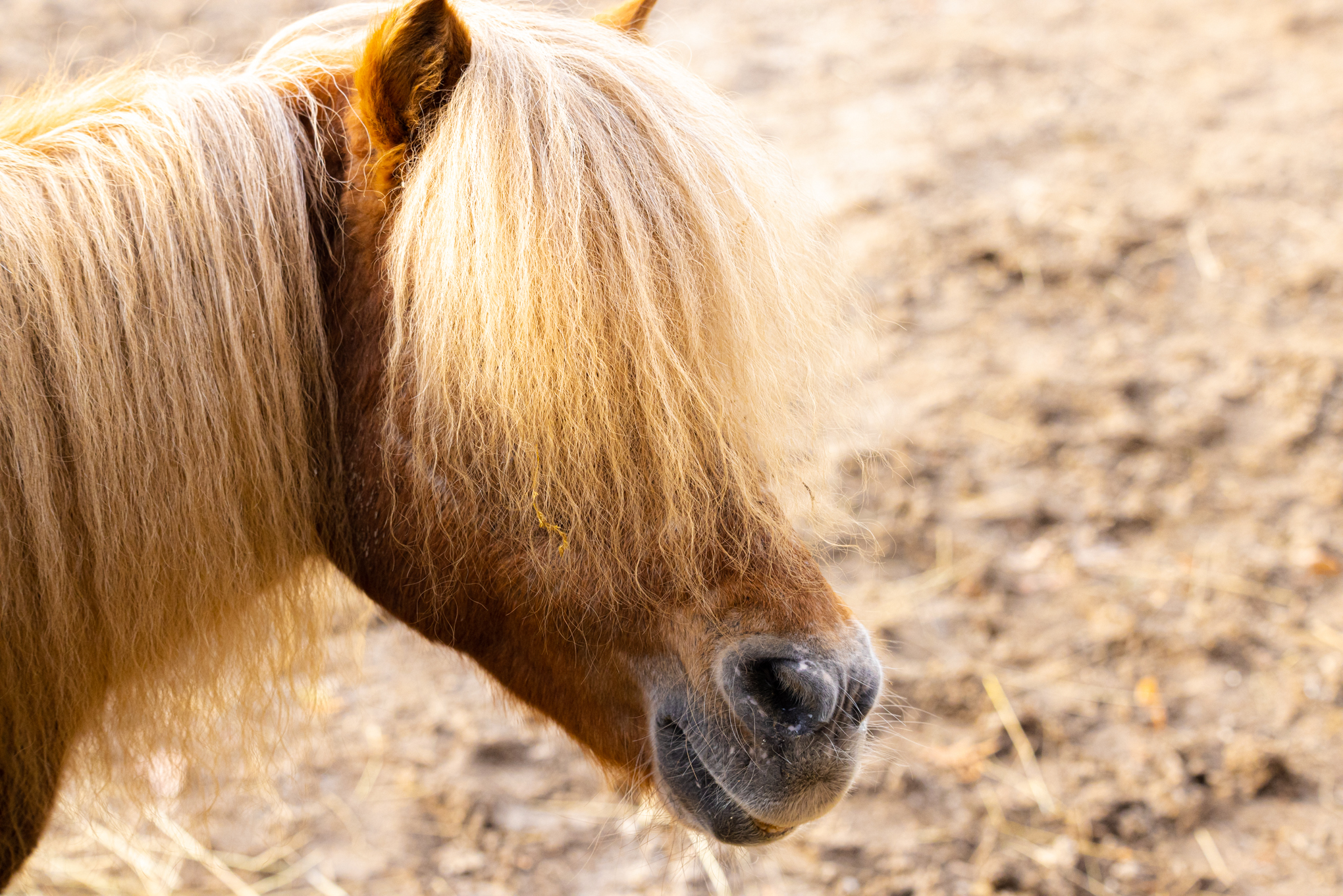 Enlarge Chief, a Adopted Pony in Elkhart Lake, WI image 2/3