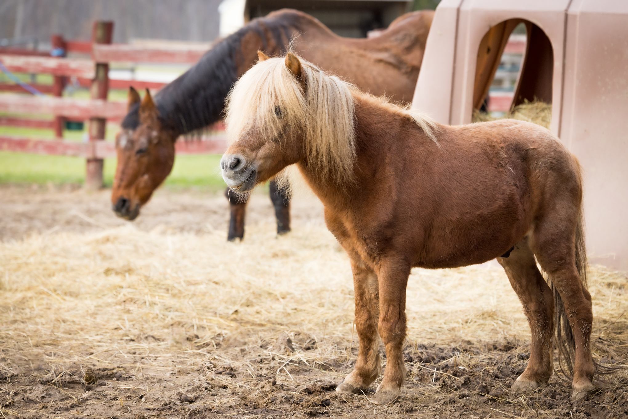 Enlarge Chief, a Adopted Pony in Elkhart Lake, WI image 3/3