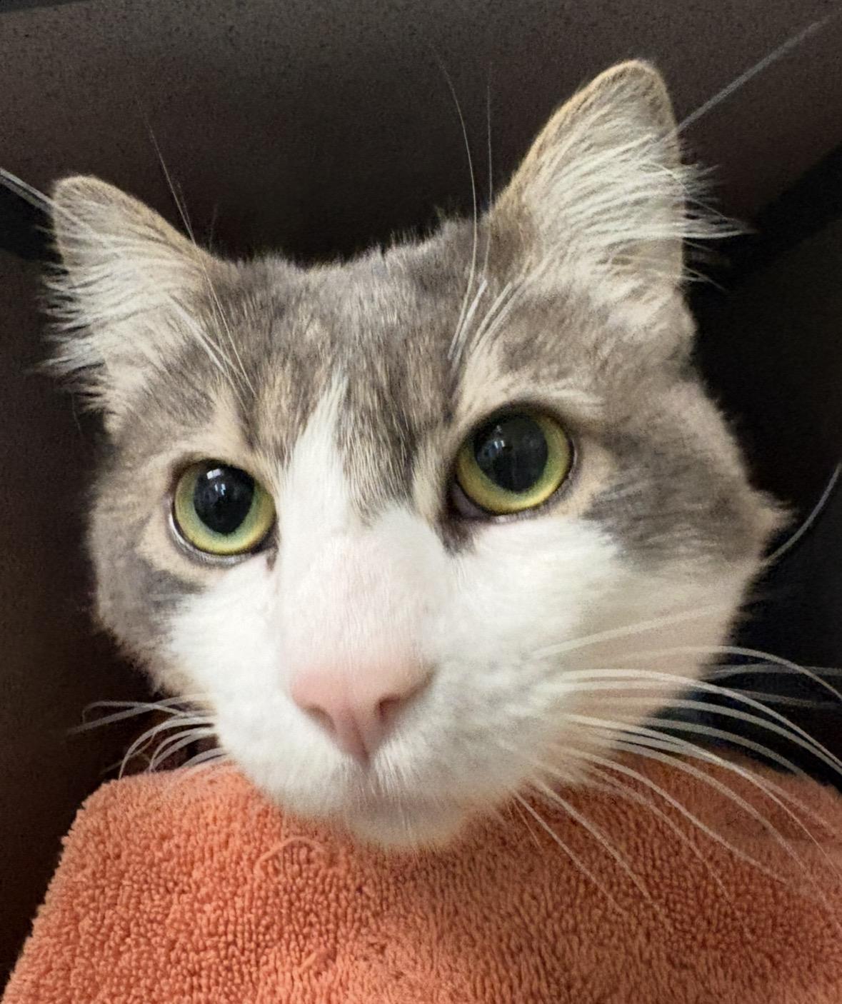 Lucky, a ADOPTABLE Domestic Long Hair in Grass Valley, CA image 2/2