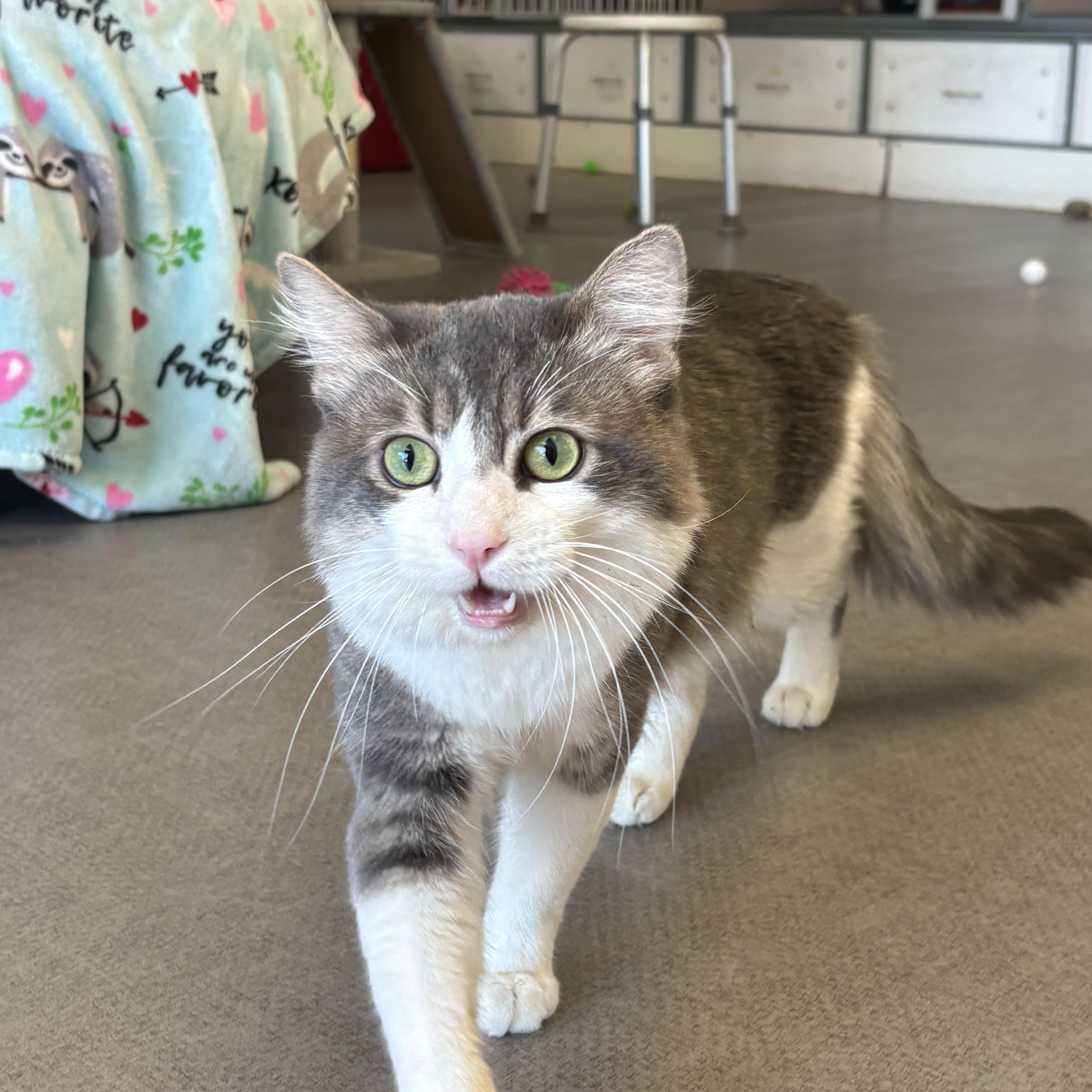 Lucky, ADOPTABLE, Young Male Domestic Long Hair.