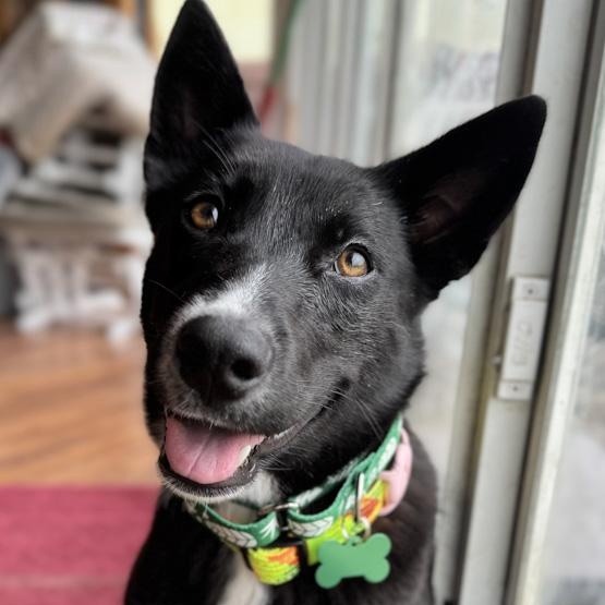 Aleu, a ADOPTABLE mixed breed in Toledo, OH image 1/2