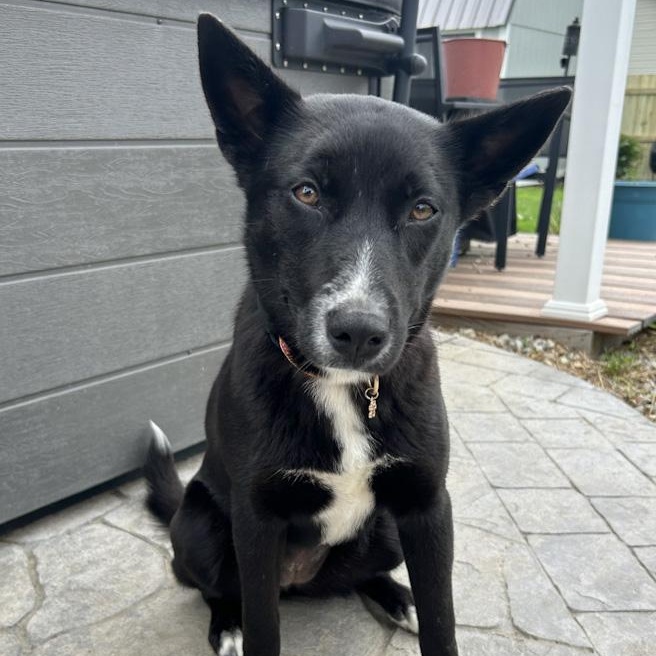 Aleu, a ADOPTABLE mixed breed in Toledo, OH image 2/2