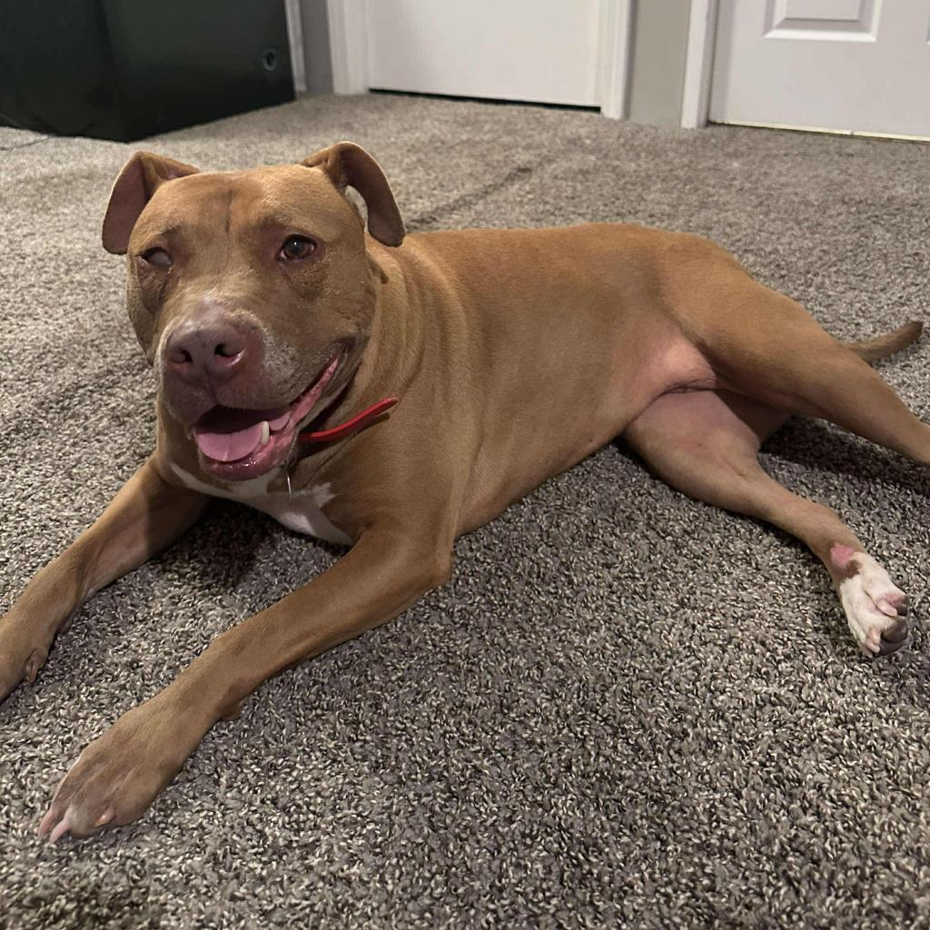 Lady, a Adoptable Pit Bull Terrier in Kansas City, MO image 1/6