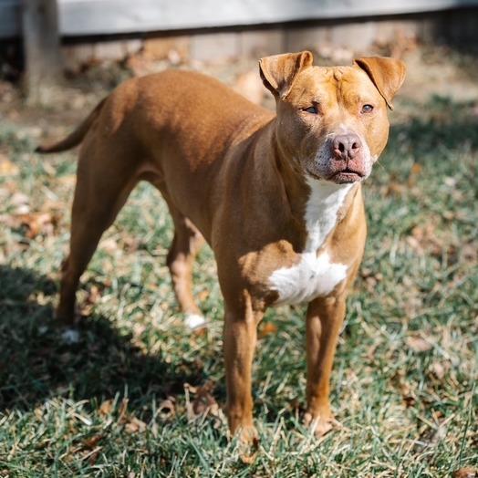 Enlarge Lady, a Adoptable Pit Bull Terrier in Kansas City, MO image 3/6
