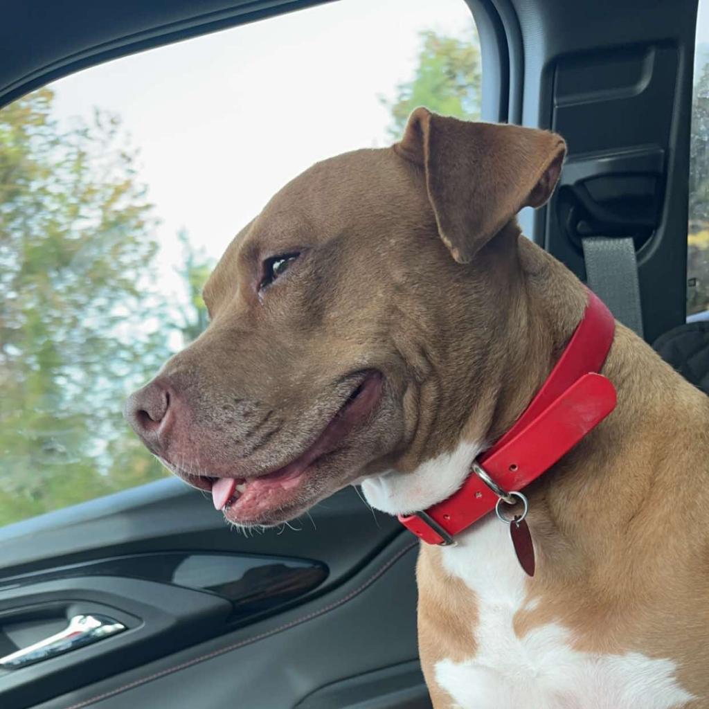 Lady, a Adoptable Pit Bull Terrier in Kansas City, MO image 3/6