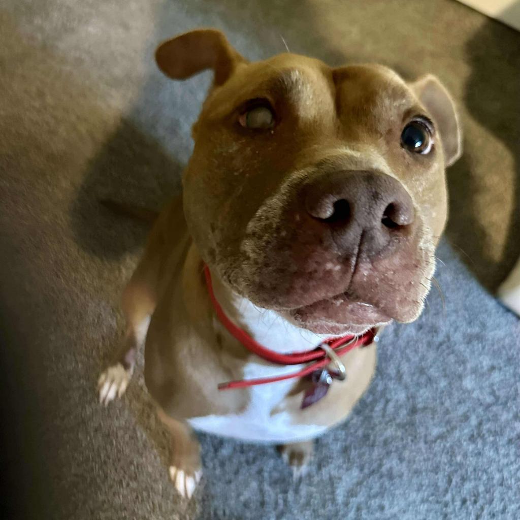 Lady, a Adoptable Pit Bull Terrier in Kansas City, MO image 5/6