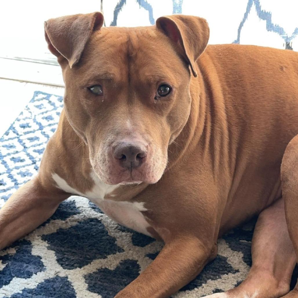 Enlarge Lady, a Adoptable Pit Bull Terrier in Kansas City, MO image 5/6