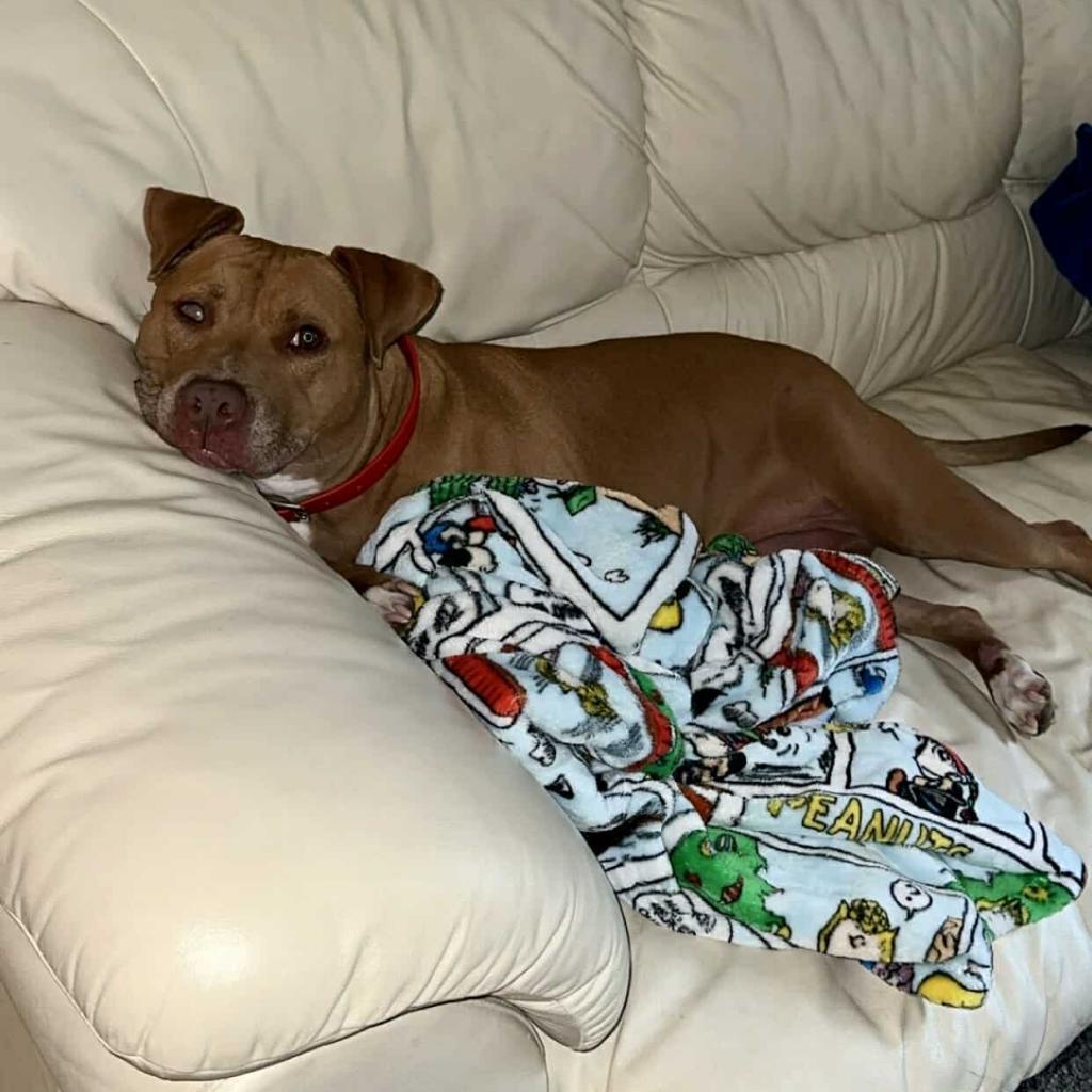 Lady, a Adoptable Pit Bull Terrier in Kansas City, MO image 6/6