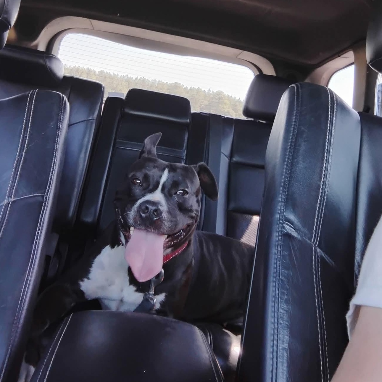 Bristol, Adoptable, Young Female American Staffordshire Terrier.