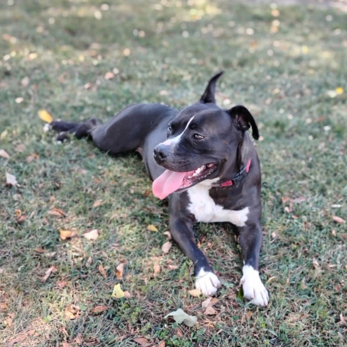 Enlarge Bristol, a Adoptable American Staffordshire Terrier in Salisbury, MD image 2/4