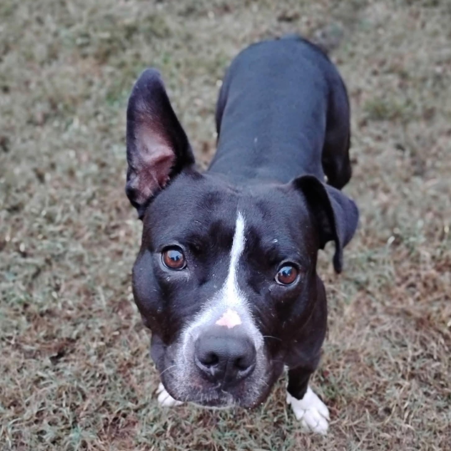 Enlarge Bristol, a Adoptable American Staffordshire Terrier in Salisbury, MD image 3/4