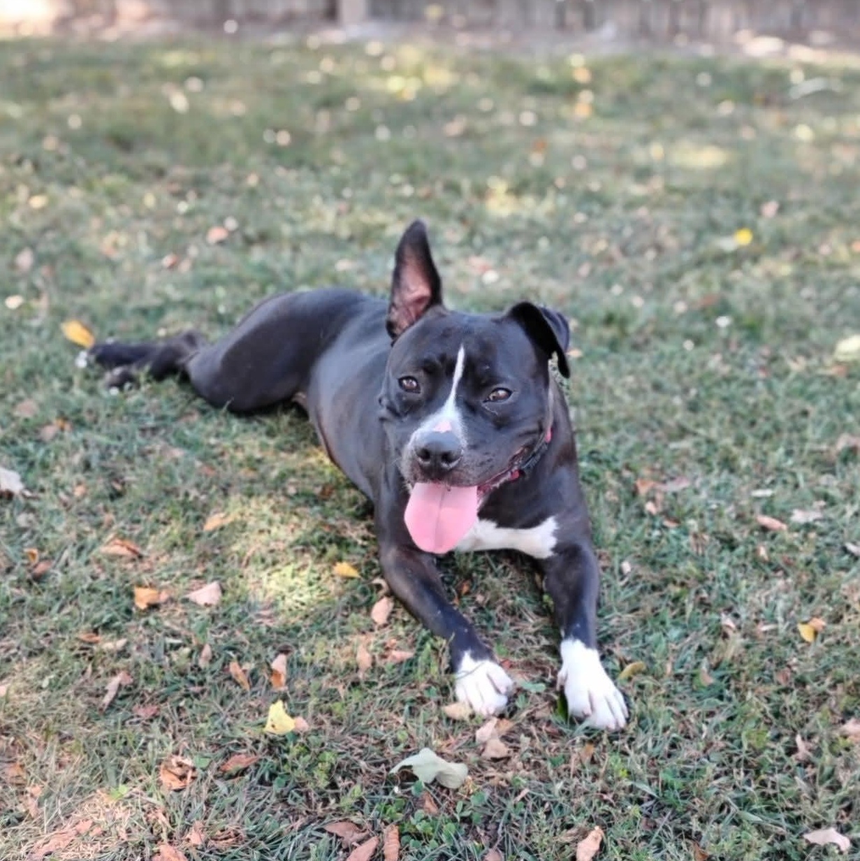 Enlarge Bristol, a Adoptable American Staffordshire Terrier in Salisbury, MD image 4/4