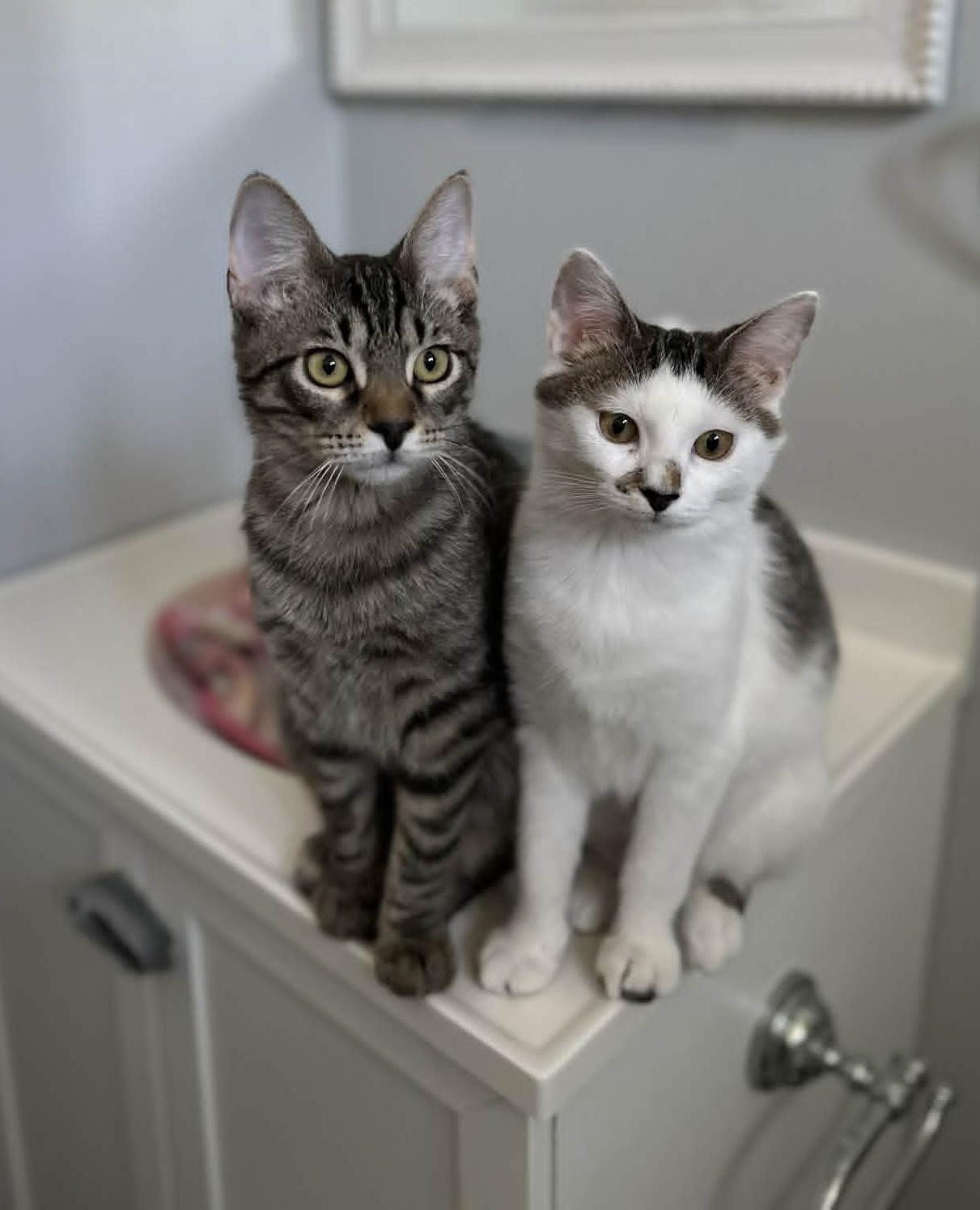 Scat & Princess Dotte, a ADOPTABLE Domestic Short Hair in Overland Park, KS image 4/5