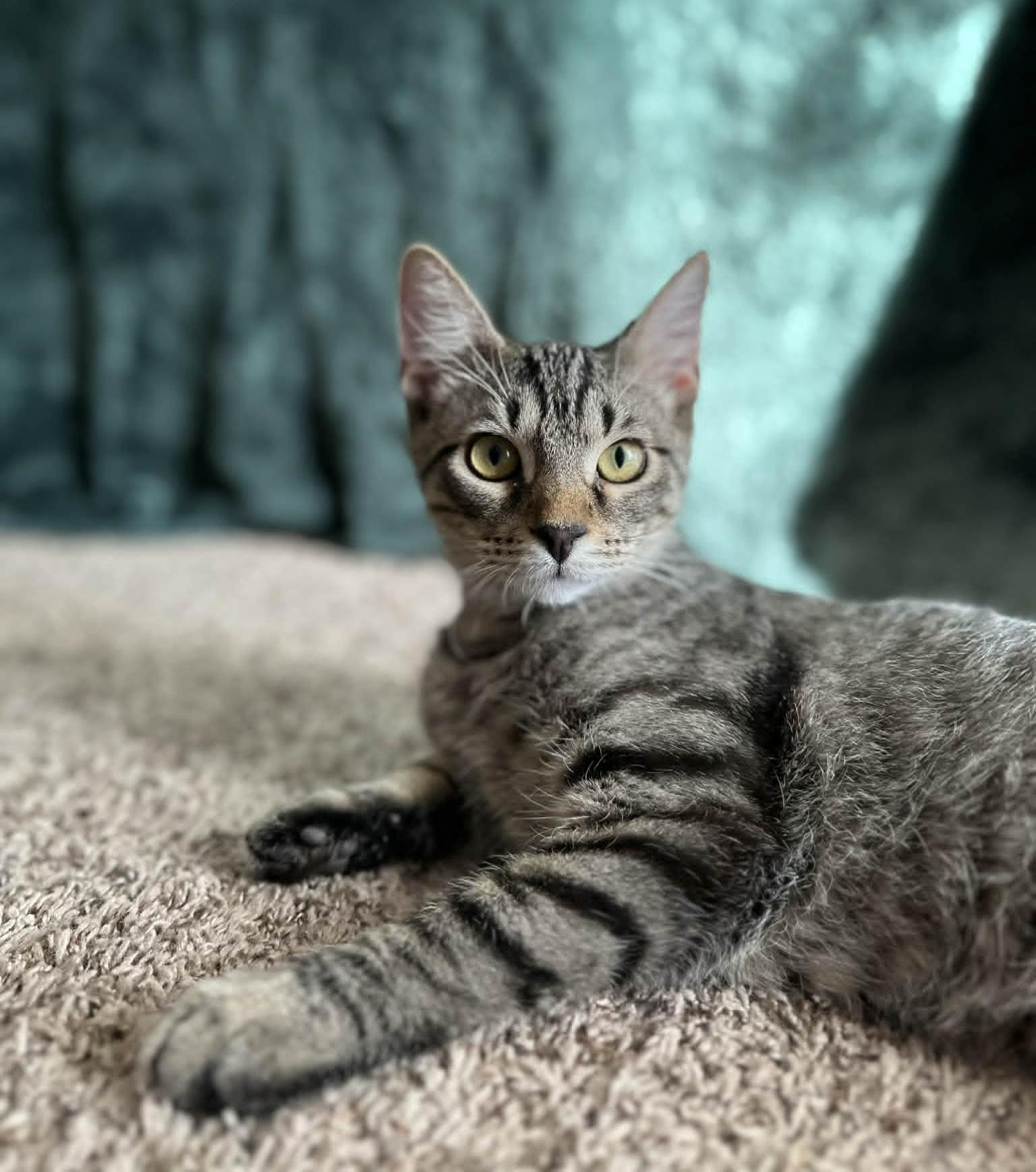 Scat & Princess Dotte, a ADOPTABLE Domestic Short Hair in Overland Park, KS image 2/5