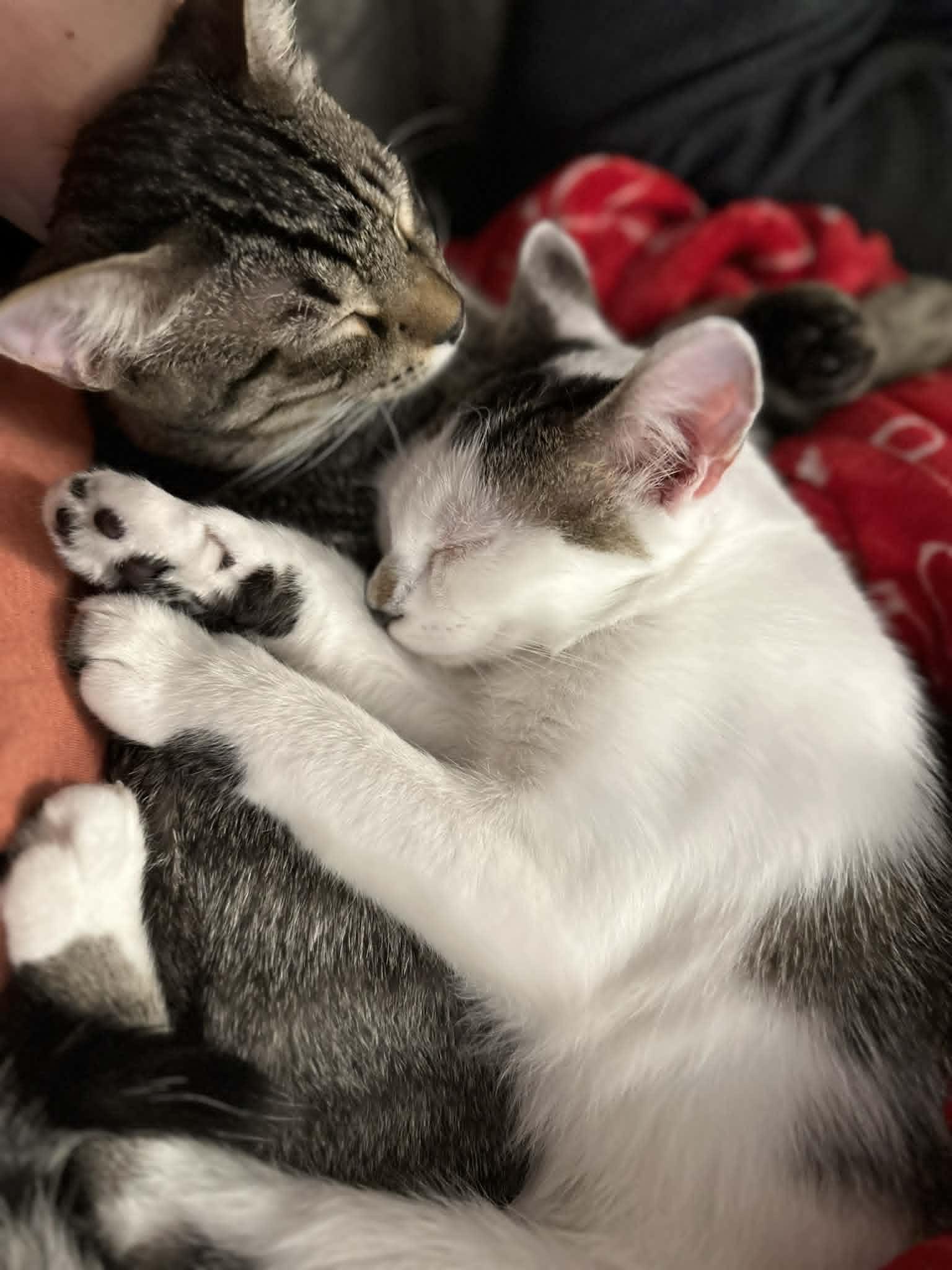 Scat & Princess Dotte, a ADOPTABLE Domestic Short Hair in Overland Park, KS image 5/5