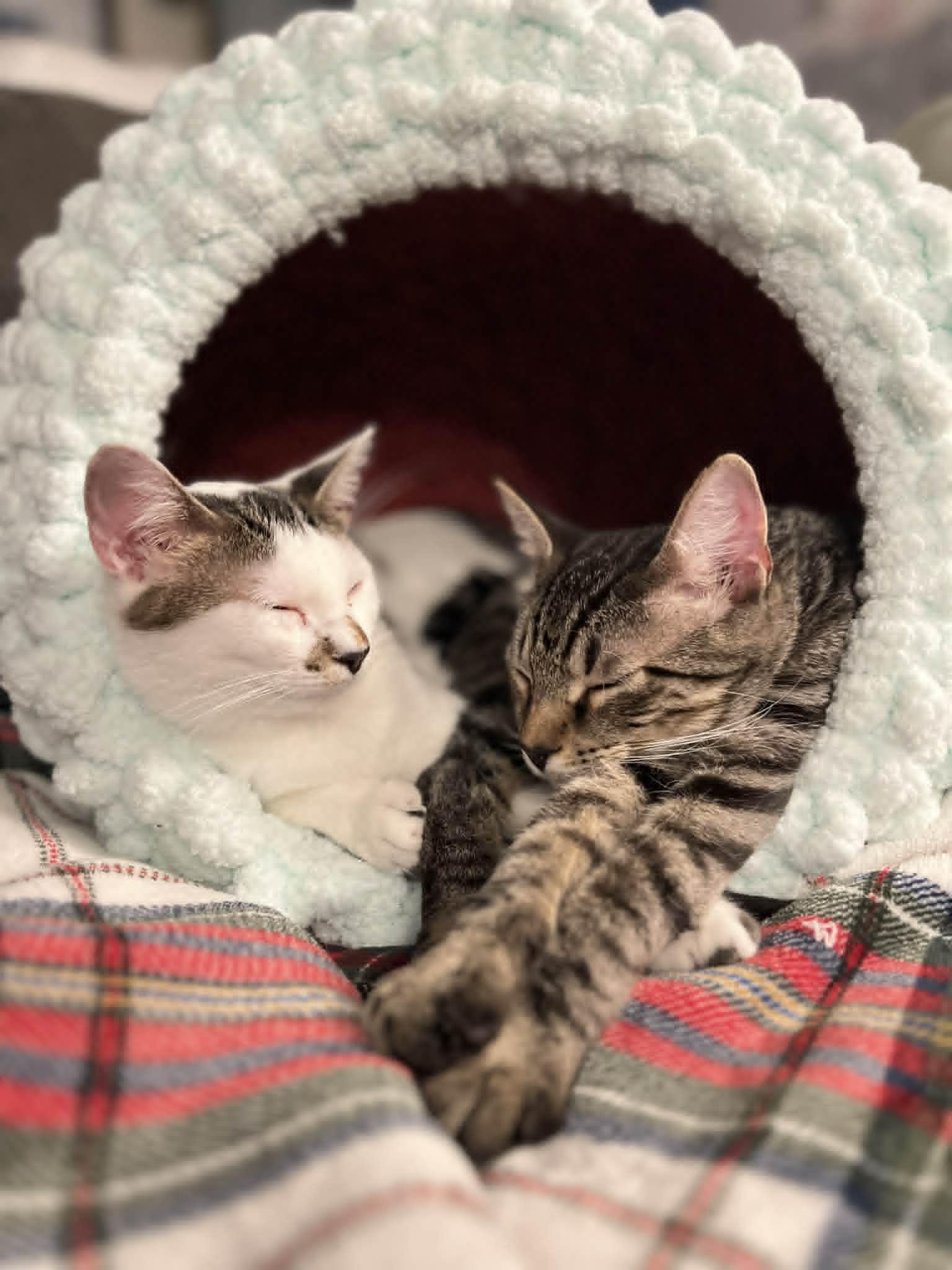 Scat & Princess Dotte, a ADOPTABLE Domestic Short Hair in Overland Park, KS image 1/5