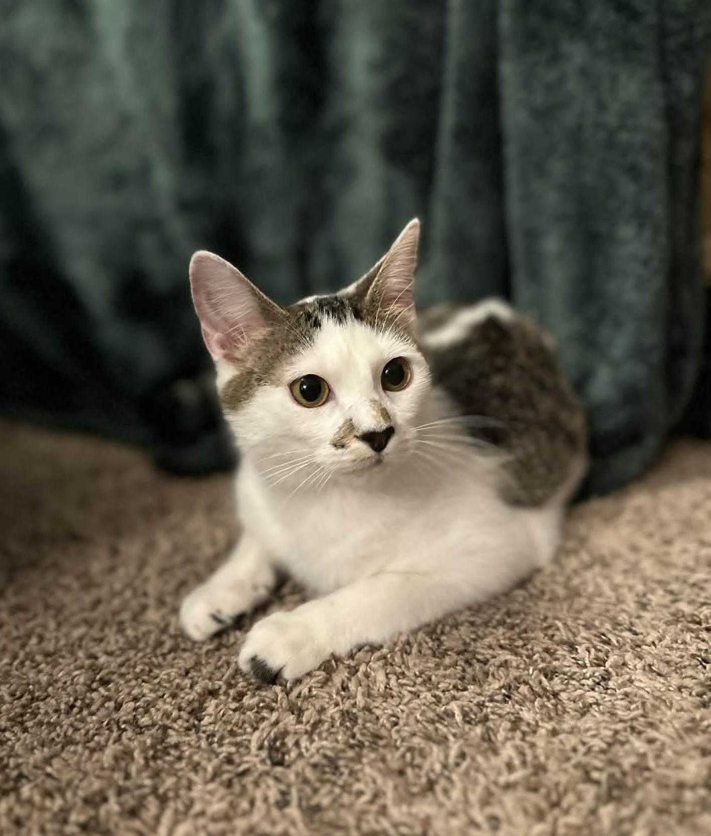 Scat & Princess Dotte, a ADOPTABLE Domestic Short Hair in Overland Park, KS image 3/5