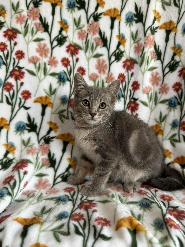 Paisley, a Adoptable mixed breed in Miami, OK image 1/4