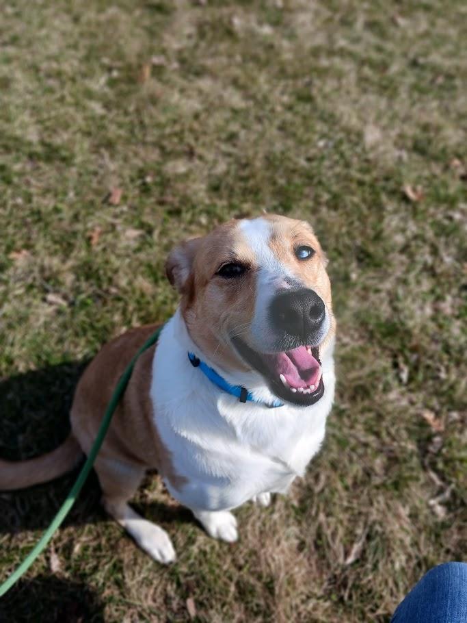 Enlarge Anya, an adopted mixed breed in Winona, MN image 3/6