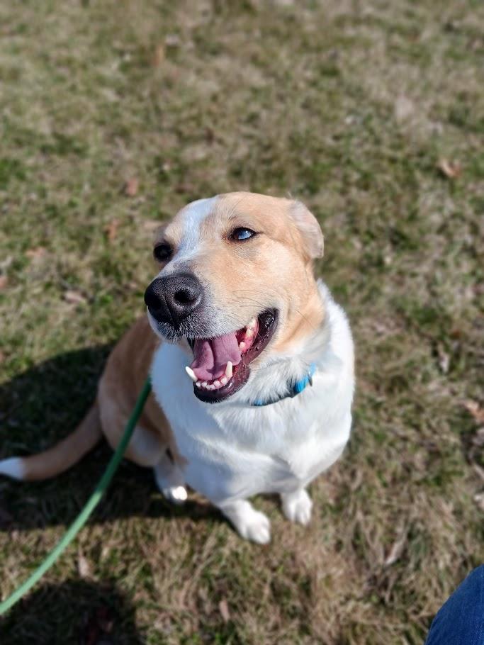Enlarge Anya, an adopted mixed breed in Winona, MN image 2/6